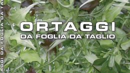 Ortaggi da foglia da taglio