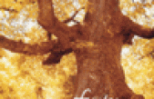 Feste degli alberi