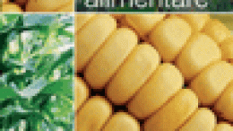 Mais e sicurezza alimentare