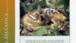 Il Cervo e il Capriolo nella foresta demaniale del Cansiglio