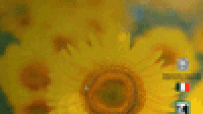 Olio di girasole