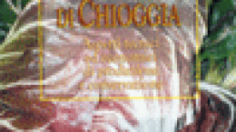 Il radicchio rosso di Chioggia
