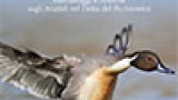 Le anatre selvatiche del Delta – Monitoraggi e ricerche sugli Anatidi del Delta del Po (Veneto)
