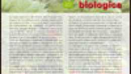 La fragola in coltivazione biologica