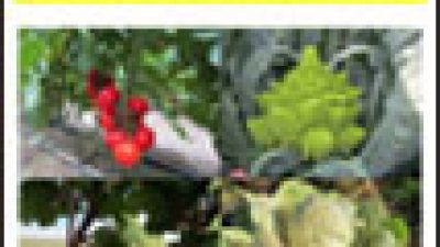 Risultati Sperimentali 2014 nei settori orticolo e floricolo – Centro Po di Tramontana