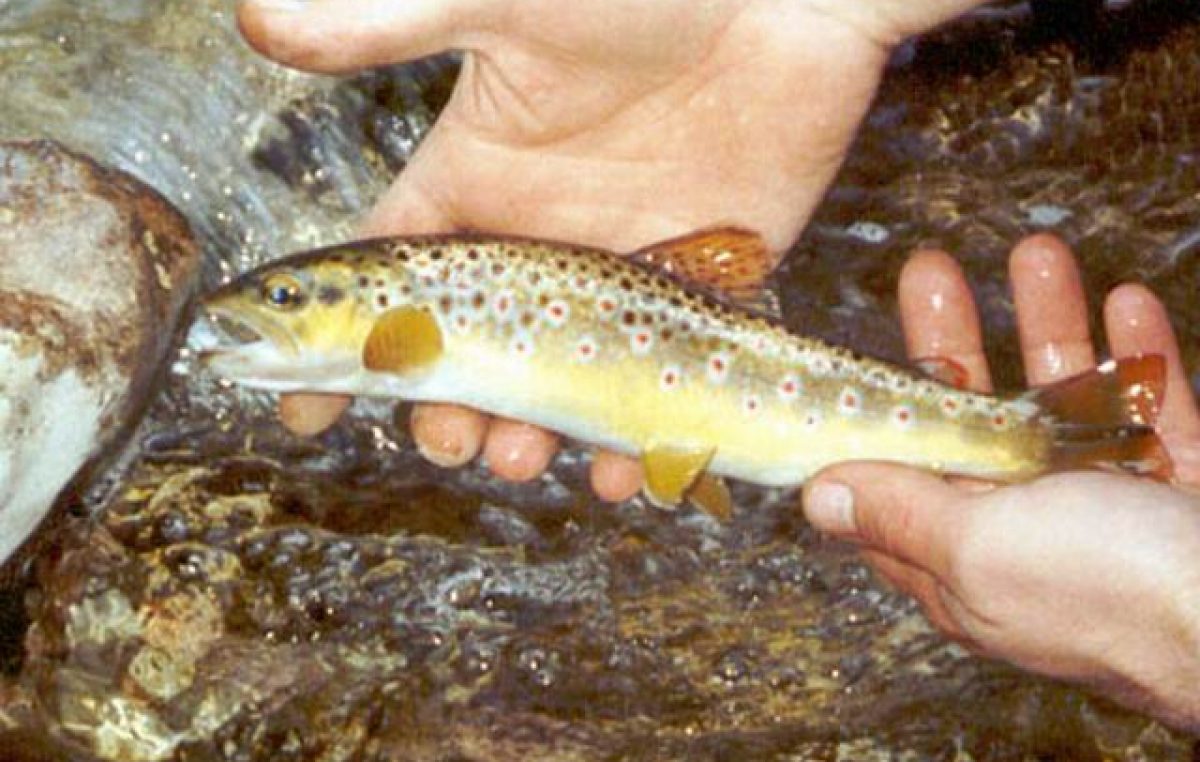 Progetto Regionale Tutela e Salvaguardia di Salmonidi Autoctoni