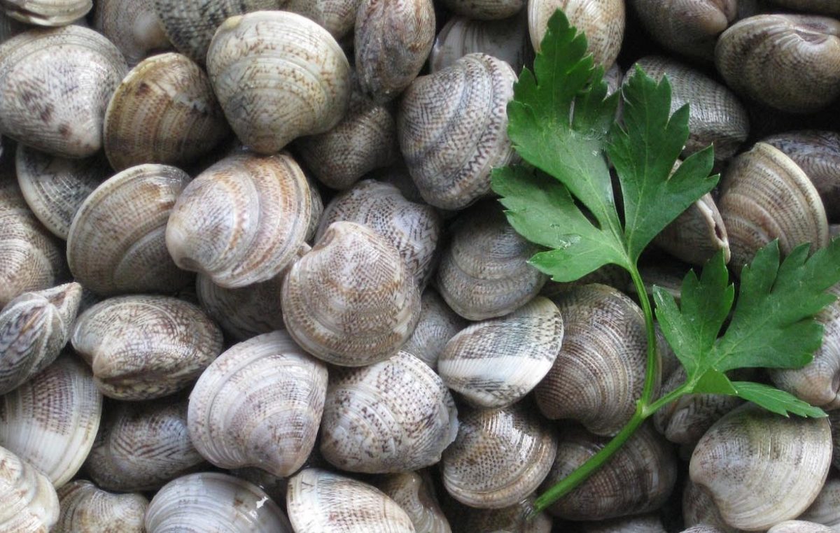 Preingrasso lagunare della Vongola Verace
