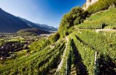 All’Expo di Milano va in scena la vitivinicoltura del Veneto