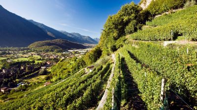 Lonigo-VI, il Veneto vitivinicolo spinge l’Italia nel “Billion Dollar Club”