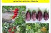 Risultati sperimentali 2015 nei settori orticolo e floricolo – Centro Sperimentale Po di Tramontana