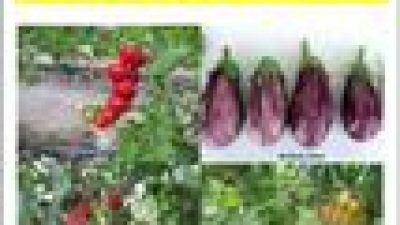 Risultati sperimentali 2015 nei settori orticolo e floricolo – Centro Sperimentale Po di Tramontana