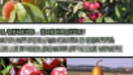 Il Veneto… che frutta! Appunti per una carta d’identità delle produzioni frutticole venete