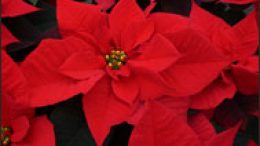 Schede varietali Poinsettia – Aggiornamento 2016