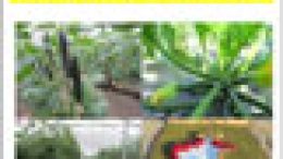 Risultati sperimentali 2016 nei settori orticolo e floricolo – Centro Po di Tramontana