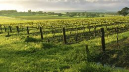 21.06.2017 Conegliano (Tv) Vigneto veneto, andamento e previsioni produttive 2017