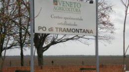 15 giugno 2017 – Visita guidata alle prove varietali orticole e floricole – Centro Sperimentale  “Po di Tramontana” – Rosolina (RO)