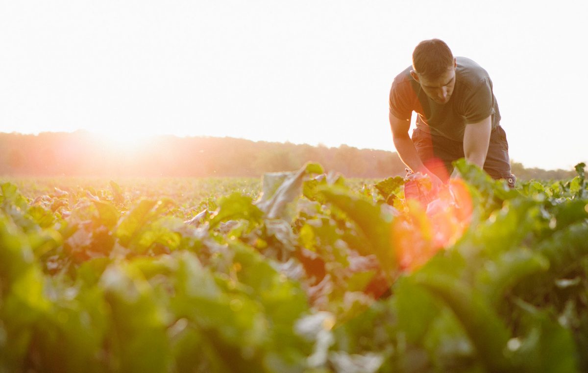 Rapporto 2016 sulla congiuntura del settore agroalimentare veneto