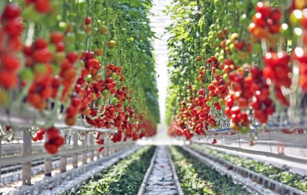 28.06.2017 AGROALIMENTARE VENETO, NEL 2016 VALE 5,7 MILIARDI DI EURO