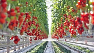 28.06.2017 AGROALIMENTARE VENETO, NEL 2016 VALE 5,7 MILIARDI DI EURO