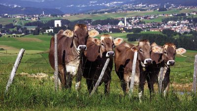 Rosolina (RO): Giornata aperta al centro Po di Tramonata