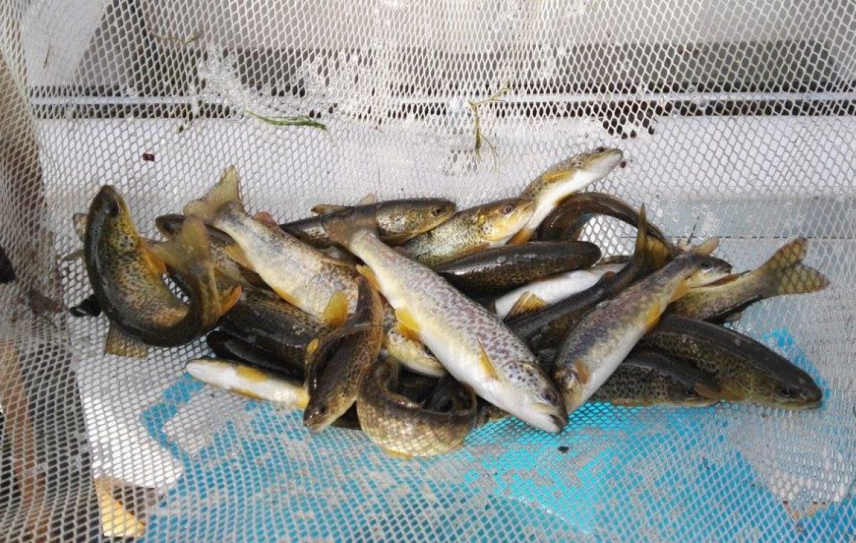 Verona, semina di trota marmorata ceppo Adige
