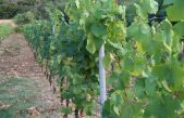 A LONIGO-VI GLI STATI GENERALI DEL VINO