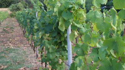A LONIGO-VI GLI STATI GENERALI DEL VINO