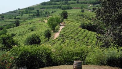 FIERAGRICOLA: CONFERENZA STAMPA DI VENETO AGRICOLTURA CON I NUMERI DELL’AGROANNATA 2017