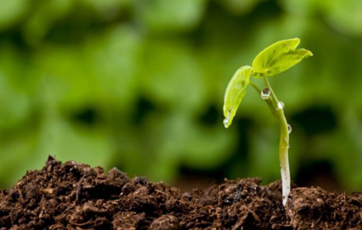 PRODUZIONE BIOLOGICA: SUBITO AL LAVORO SULLE NORME DI ATTUAZIONE