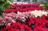 “STELLE DI NATALE” A CONFRONTO A ROSOLINA (RO)