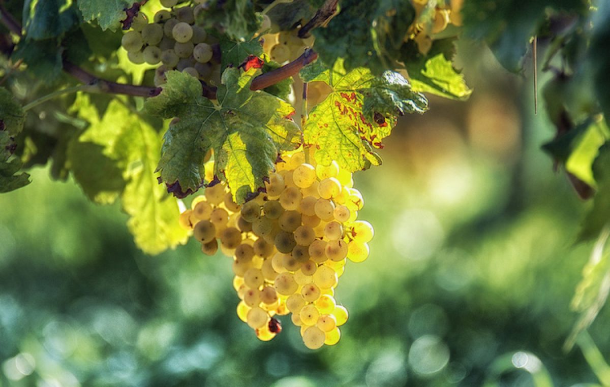 VENDEMMIA 2017 IN CALO: A LONIGO (VI) GIOVEDÌ 11 GENNAIO TUTTI I DATI DELLE PROVINCE VENETE