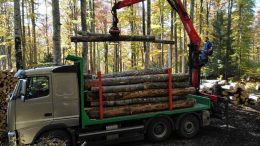 Domani a Longarone (BL) Boschi e foreste sotto i riflettori