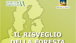 Il risveglio della foresta