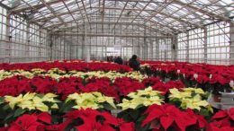 Schede varietali Poinsettia 2017 – Centro Po di Tramontana