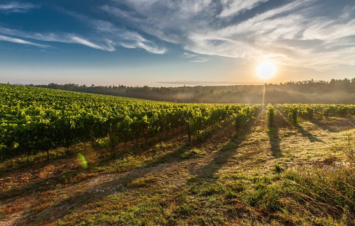 Il vino biologico veneto
