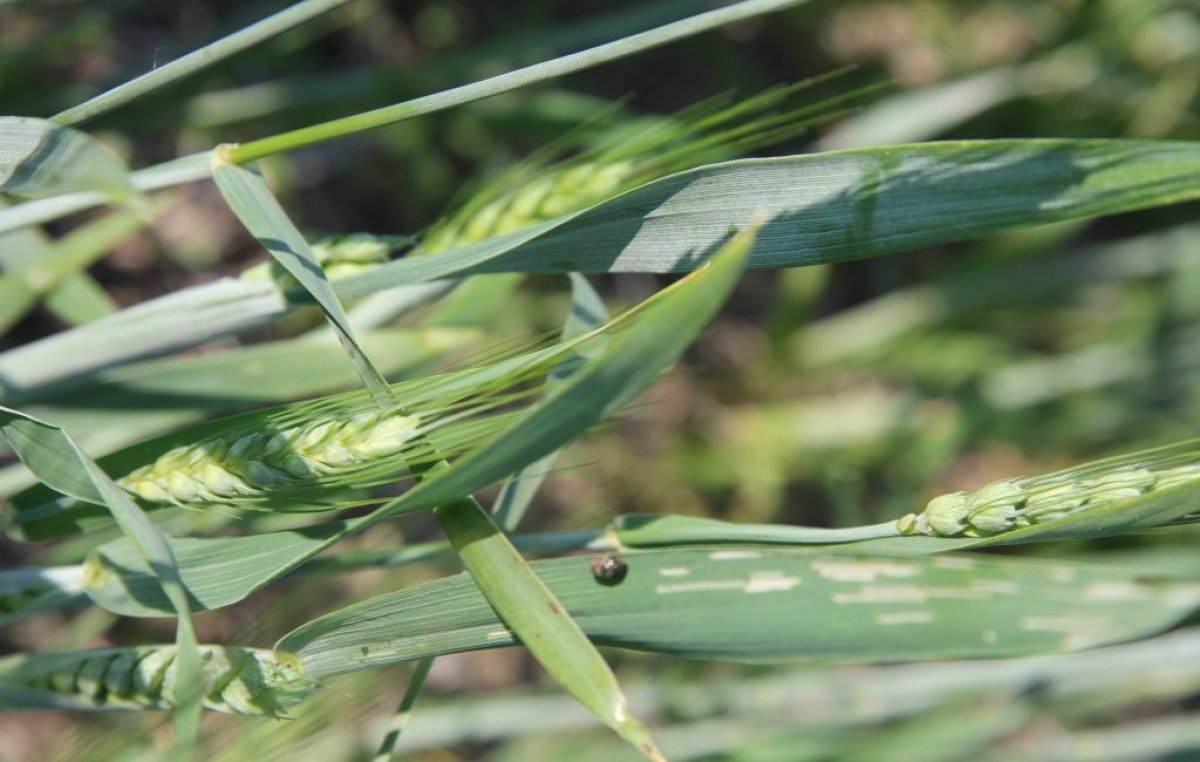 AGROALIMENTARE VENETO, ANDAMENTO 2018:  IMPRESE IN LEGGERO CALO