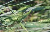AGROALIMENTARE VENETO, ANDAMENTO 2018:  IMPRESE IN LEGGERO CALO