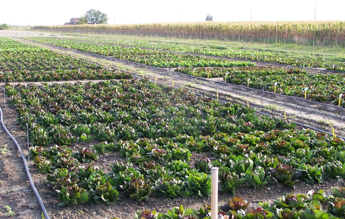 INNOVAZIONE ORTICOLA E FLORICOLA, TUTTO PRONTO PER IL TRENTENNALE DI “PO DI TRAMONTANA”