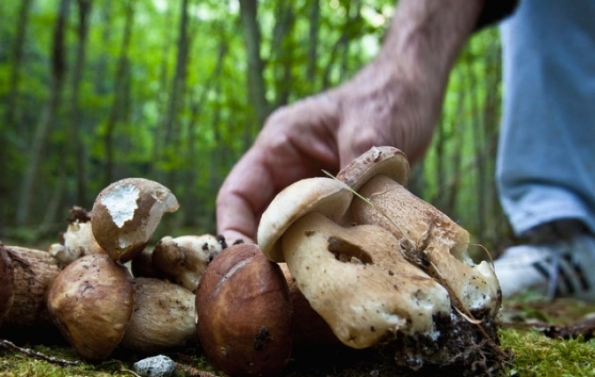 FUNGHI, CHE PASSIONE.. MA ANCHE GIUSTI OBBLIGHI
