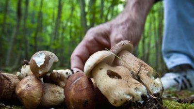 FUNGHI, CHE PASSIONE.. MA ANCHE GIUSTI OBBLIGHI