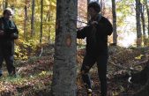 VENETO AGRICOLTURA:  IN ARRIVO 63 NUOVI OPERAI FORESTALI