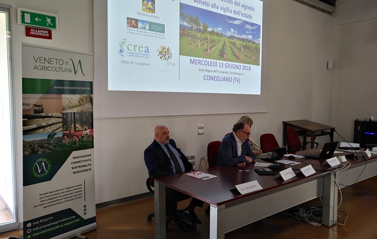 VENDEMMIA 2018: I PRIMI DATI FANNO BEN SPERARE