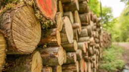 SCADENZA DEL CORSO PER ISTRUTTORE FORESTALE