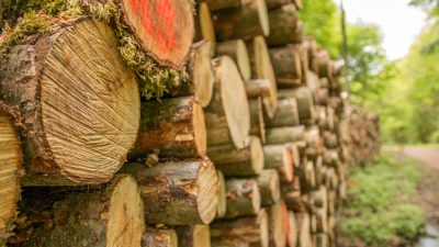 SCADENZA DEL CORSO PER ISTRUTTORE FORESTALE