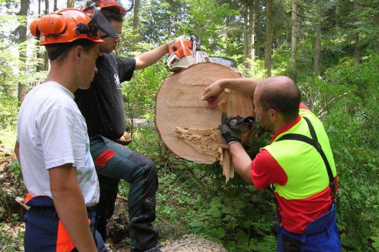 istruttore forestale