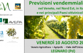 VENDEMMIA NEL VENETO: IL VIA A FERRAGOSTO