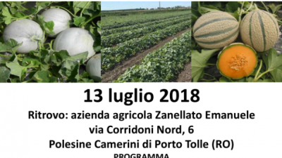 VISITA GUIDATA ALLE PROVE VARIETALI DI PORTINNESTO DI MELONE