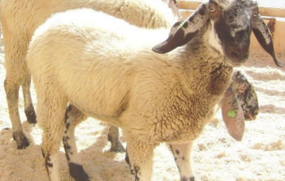 SULL’ALTOPIANO DEI SETTE COMUNI SI FESTEGGIA LA PECORA DI FOZA