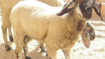 SULL’ALTOPIANO DEI SETTE COMUNI SI FESTEGGIA LA PECORA DI FOZA