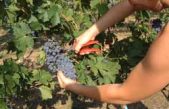 VENDEMMIA 2018: BUONA, SALVO IMPREVISTI METEO